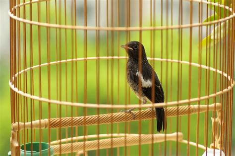 養鳥 風水